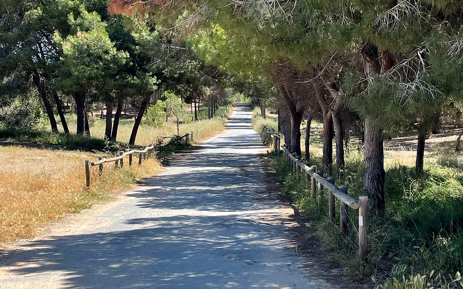 Pinienweg zum Strand